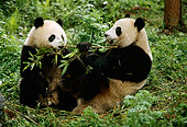 BEA 07 LS0001 01
Two Giant Pandas Eating Bamboo In Forest