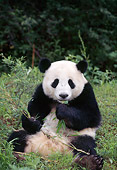 BEA 07 LS0002 01
Giant Panda Sitting Eating Bamboo Leaves