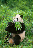 BEA 07 NE0001 01
Giant Panda Eating Bamboo In Forest China