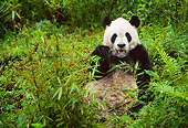 BEA 07 NE0002 01
Giant Panda Eating Bamboo In Forest China