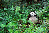 BEA 07 NE0003 01
Giant Panda Eating Bamboo In Forest China