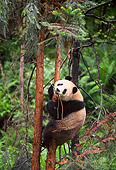 BEA 07 NE0004 01
Giant Panda Climbing Tree In Forest China