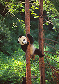 BEA 07 NE0005 01
Giant Panda Climbing Tree In Forest China