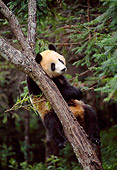 BEA 07 NE0006 01
Giant Panda Climbing Tree In Forest China