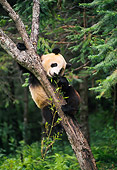 BEA 07 NE0007 01
Giant Panda Climbing Tree In Forest China