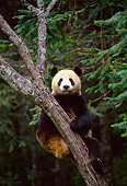 BEA 07 NE0008 01
Giant Panda Climbing Tree In Forest China