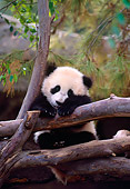 BEA 07 NE0009 01
Captive Young Giant Panda Climbing Tree