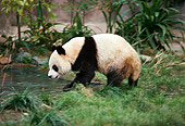 BEA 07 RK0003 54
Giant Panda Walking Around Water And Plants