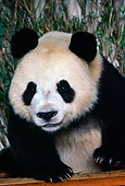 BEA 07 RK0025 55
Head Shot of Giant Panda Eating Bamboo