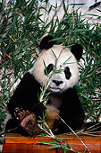 BEA 07 RK0029 44
Giant Panda Eating Bamboo Leaves