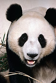 BEA 07 RK0041 12
Head Shot Of Giant Panda By Bamboo