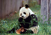 BEA 07 RK0069 01
Giant Panda Sitting Eating Bamboo