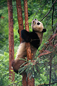 BEA 07 TL0001 01
Giant Panda Climbing Tree