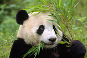 BEA 07 TL0002 01
Portrait Head Shot Of Giant Panda Eating Bamboo Leaves Central China