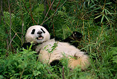 BEA 07 TL0003 01
Giant Panda Laying On Back In Bushes China