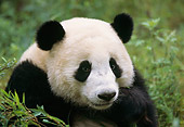 BEA 07 TL0004 01
Head Shot Of Giant Panda
