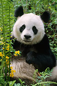 BEA 07 TL0005 01
Portrait Of Giant Panda China