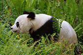 BEA 07 TL0006 01
Profile Of Giant Panda Walking Through Foliage