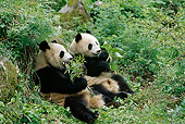 BEA 07 TL0007 01
Two Young Giant Pandas Eating Bamboo China