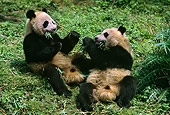 BEA 07 TL0008 01
Two Young Giant Pandas Eating Bamboo China