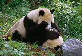 BEA 07 TL0009 01
Two Young Giant Panda Playing In Plants China