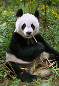 BEA 07 TL0010 01
Giant Panda Sitting Eating Bamboo China