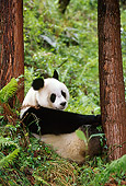 BEA 07 TL0011 01
Giant Panda Sitting By Trees Resting China