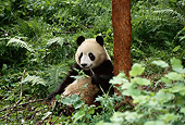 BEA 07 TL0012 01
Giant Panda Eating Shoot By Tree Trunk China