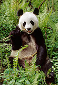 BEA 07 TL0013 01
Giant Panda Among Ferns Eating Shoot China
