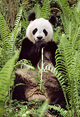BEA 07 TL0014 01
Giant Panda Among Ferns Eating Shoot China