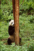 BEA 07 TL0015 01
Giant Panda Hiding Behind Tree Trunk China