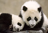 BEA 07 TL0016 01
Two Giant Panda Bear Cubs Playing