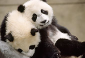 BEA 07 TL0017 01
Two Giant Panda Cubs Playing