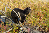 BEA 08 MC0001 01
Black Bear Foraging For Rose Hips Yellowstone National Park