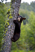 BEA 08 KH0001 01
Black Bear Cub Climbing Tree Yellowstone