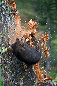 BEA 08 KH0002 01
Black Bear Cub Falling Off Tree Yellowstone