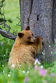 BEA 08 KH0003 01
Black Bear Sitting By Tree Trunk Yellowstone