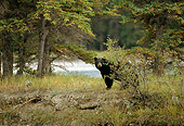 BEA 08 RF0001 01
Black Bear Standing Behind Shrub By Trees