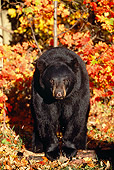 BEA 08 SM0026 01
Black Bear Sitting On Fall Colored Leaves  Montana