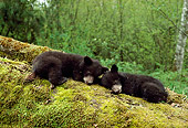 BEA 08 TK0001 01
Two Black Bear Cubs Sleeping On Moss-Covered Log In Forest