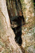 BEA 08 TK0002 01
Black Bear Cub Sitting In Tree Trunk