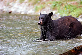 BEA 08 TK0003 01
Black Bear Fishing For Salmon In Stream