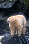 BEA 08 TL0001 01
Portrait Of Kermode Black Bear Or Spirit Bear In Water