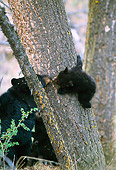 BEA 08 TL0002 01
Black Bear Playing With Young Cub On Tree