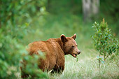BEA 08 TL0003 01
Cinnamon-colored Black Bear Standing In Meadow