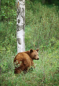 BEA 08 TL0004 01
Cinnamon-colored Black Bear Standing Near Birch Tree