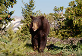 BEA 08 TL0005 01
Black Bear Walking Toward Camera Through Evergreen Trees