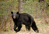 BEA 08 TL0006 01
Profile Of Black Bear Walking Through Woods