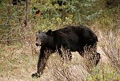 BEA 08 TL0007 01
Black Bear Trotting Through Woods