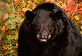BEA 08 TL0008 01
Head Shot Of Black Bear With Autumn Colors